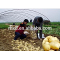 wholesale potatoes fresh potatoes 20kg bags price